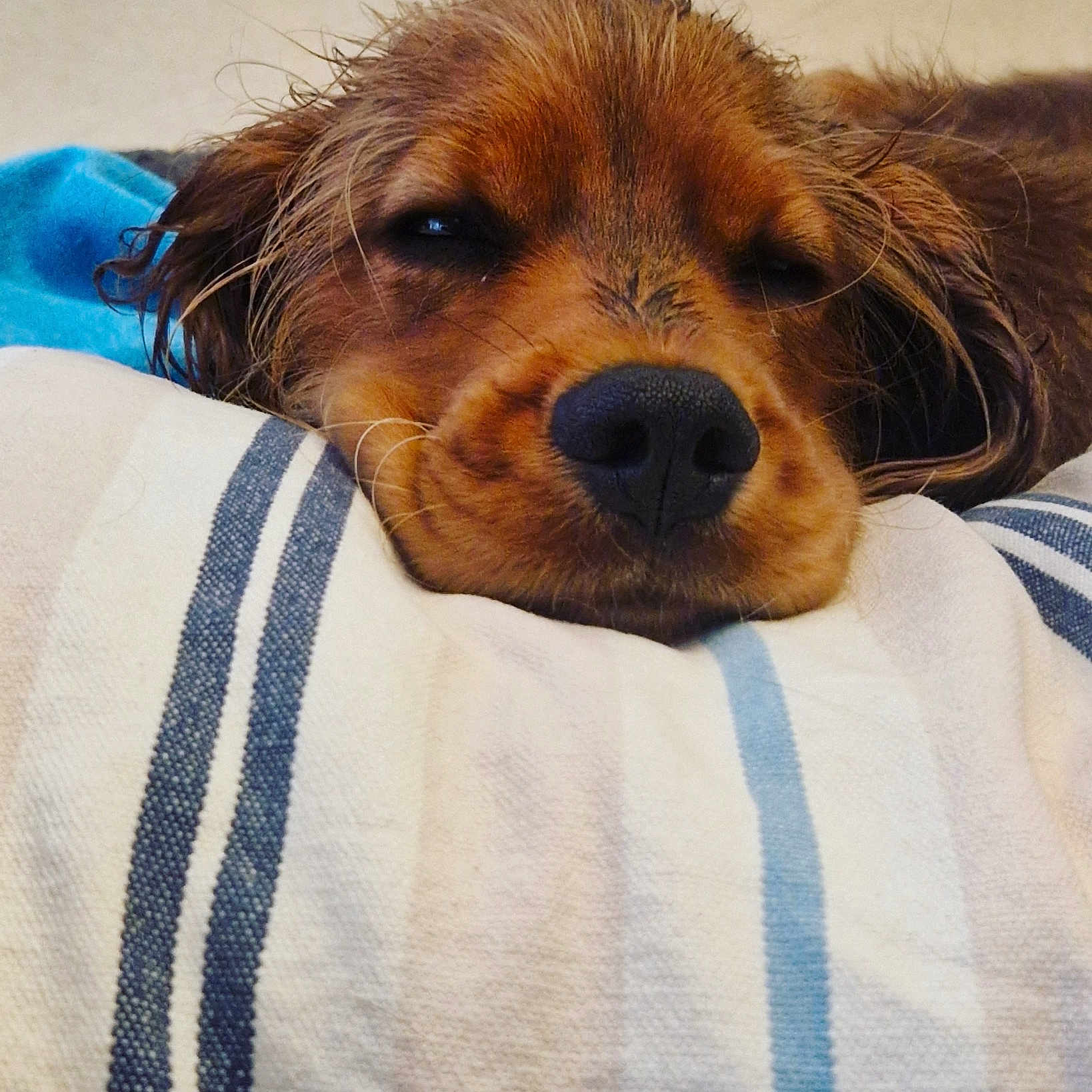 Simba