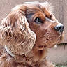 dog, pet, apricot_fur, fluffy, long_hair, curly_fur, brown_dog, close_up, portrait, side_profile, eye, nose, whiskers, collar, outdoor, pavement, grass, animal, cute, shaggy