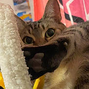 Tiberius is registered to the contest to win money with this photo: cat, tabby_cat, indoor, curious, fur, whiskers, paw, closeup, eyes, pet, fuzzy_object, colorful_background, pink, blue, yellow, texture, animal, mammal, soft, cozy