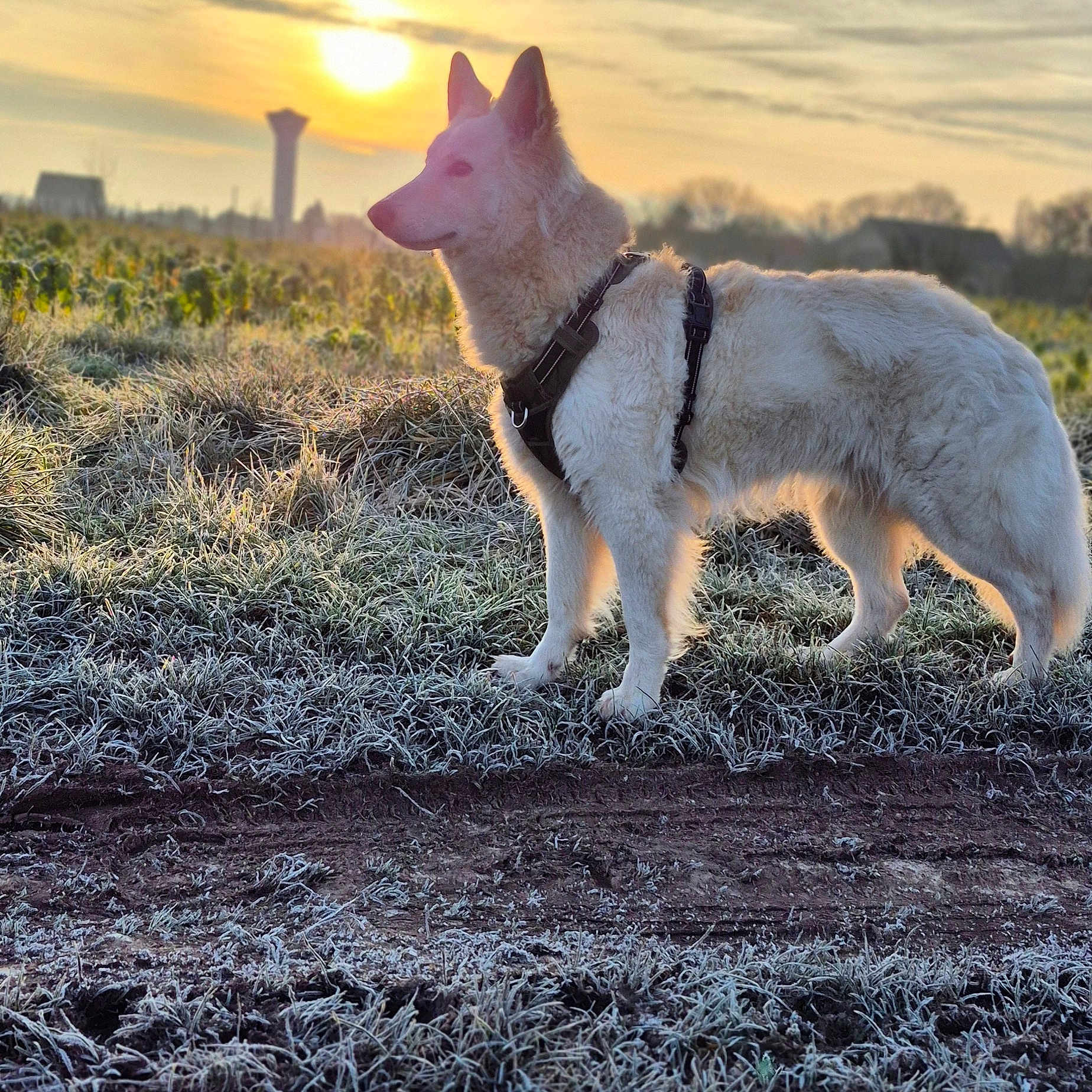 Snow a rejoint le concours — aidez-le/la à gagner de superbes lots ! accessories, animal, canine, dog, field, grass, grassland, nature, outdoors, pet, plant, puppy, rock, sky, snow, soil, strap, sun, weather, whitedog