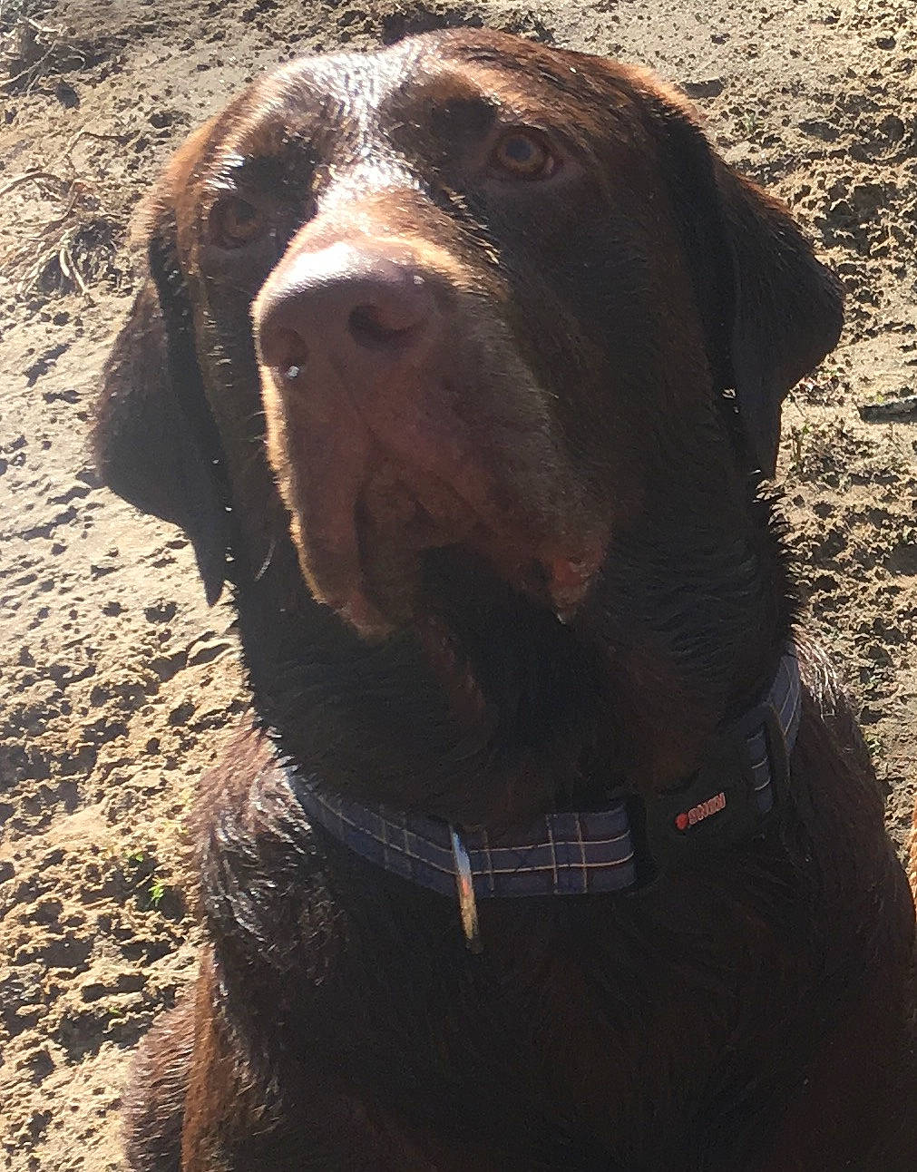 Kooper joined the competition — help win amazing prizes! borador, canidae, carnivore, companion_dog, dog, dog_breed, dog_collar, fawn, fur, grass, gun_dog, hunting_dog, labrador_retriever, landscape, liver, snout, sporting_group, terrestrial_animal, whiskers, working_animal