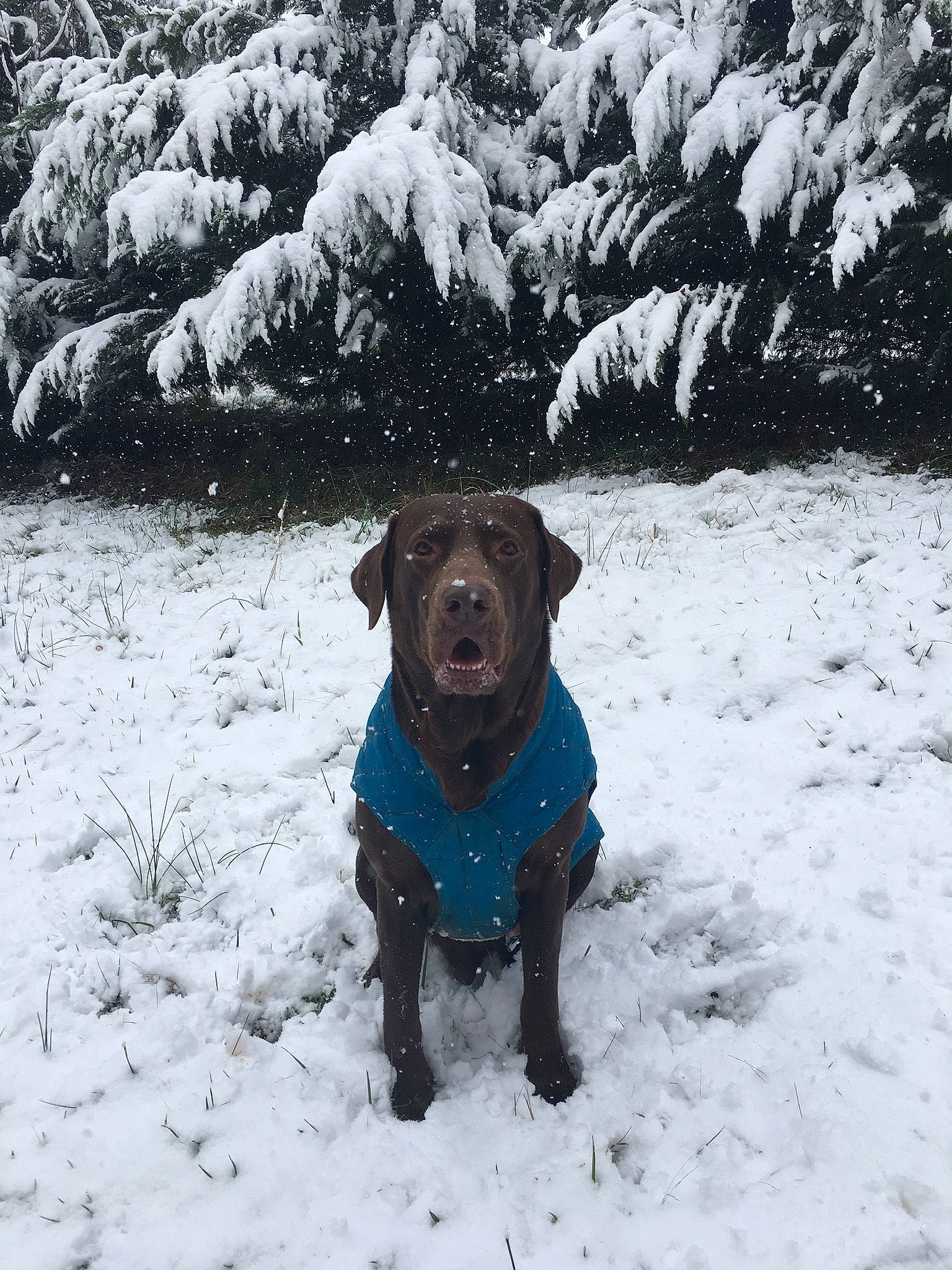 Kooper is registered to the contest to win money with this photo: canidae, carnivore, collar, dog, dog_breed, dog_collar, fawn, freezing, mammal, pet_supply, plant, precipitation, snout, snow, sporting_group, tail, tree, vertebrate, winter, working_animal