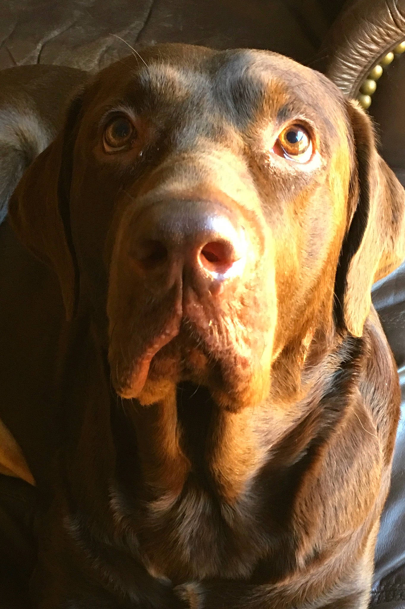 Kooper joined the competition — help win amazing prizes! ancient_dog_breeds, brown, carnivore, companion_dog, dog, dog_breed, dog_collar, fur, gun_dog, hunting_dog, liver, snout, sporting_group, terrestrial_animal, whiskers, working_animal, working_dog