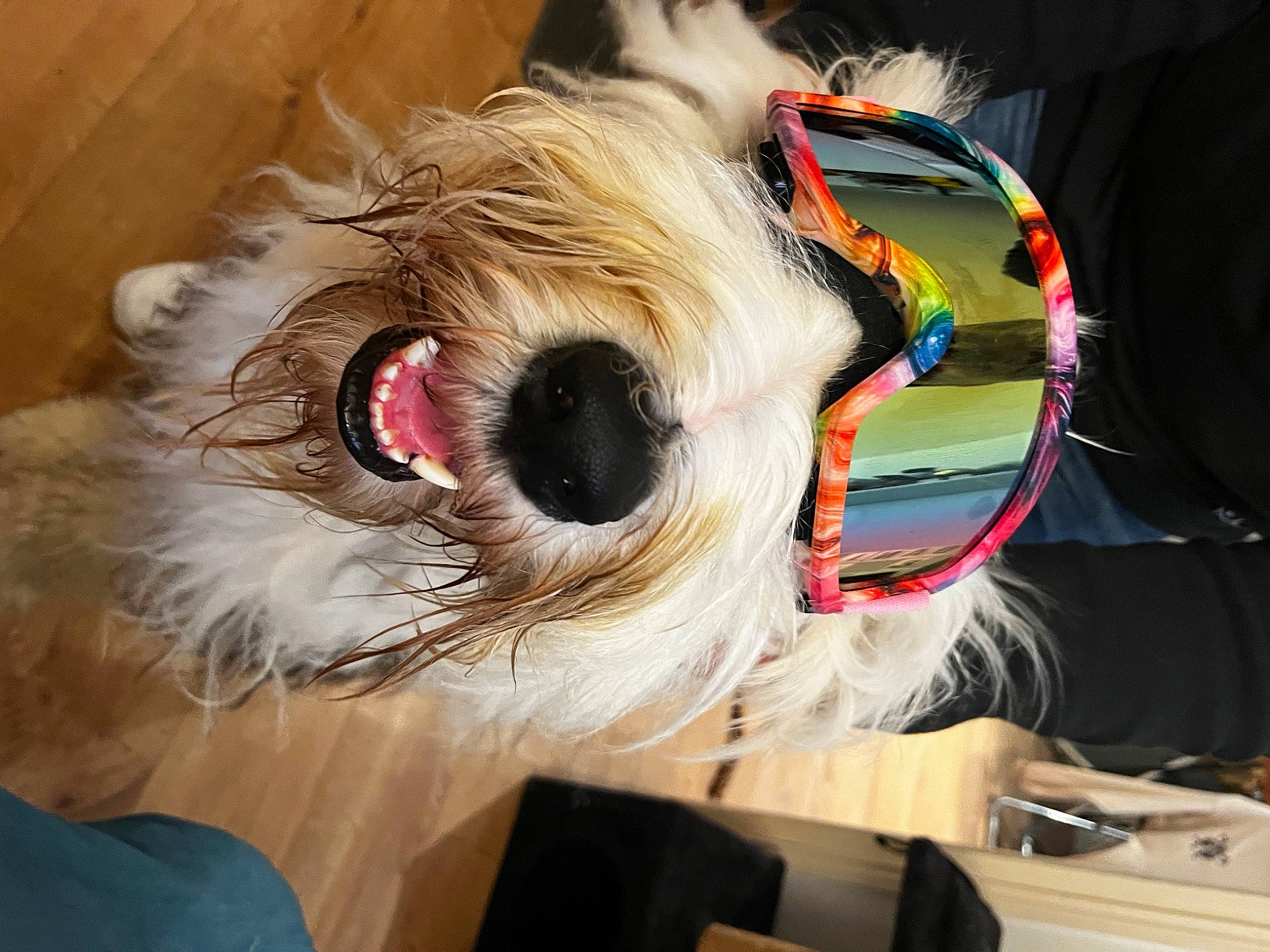 Jagger participe au concours pour gagner de l'argent avec cette photo : carnivore, companion_dog, dog_breed, dog_clothes, ear, event, eyewear, fashion_accessory, felidae, fur, goggles, helmet, personal_protective_equipment, snout, stuffed_toy, sunglasses, toy, toy_dog, vision_care, whiskers