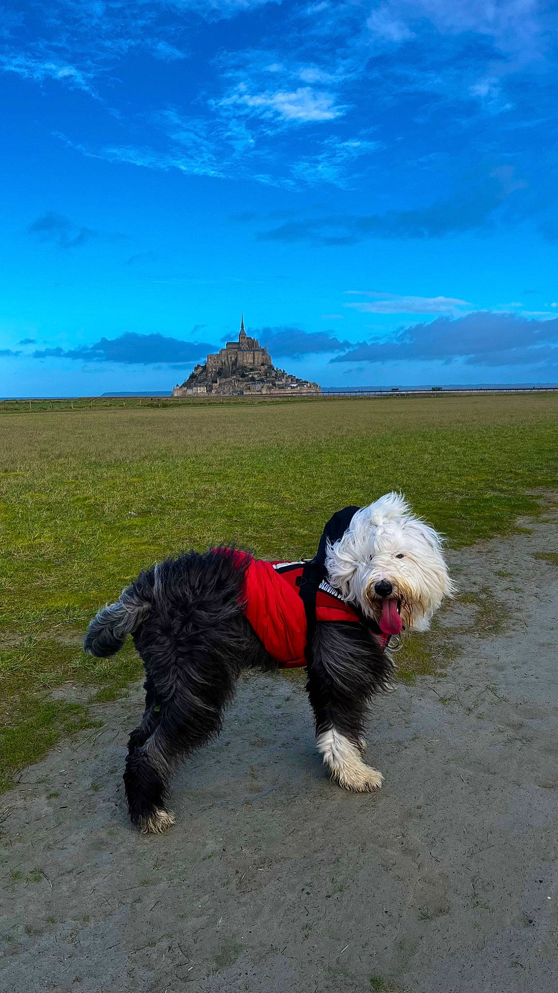 Jagger participe au concours pour gagner de l'argent avec cette photo : carnivore, cloud, collar, companion_dog, dog, dog_breed, dog_clothes, dog_collar, dog_supply, grass, grassland, horizon, landscape, leash, sky, small_terrier, sporting_group, tail, toy_dog, working_animal