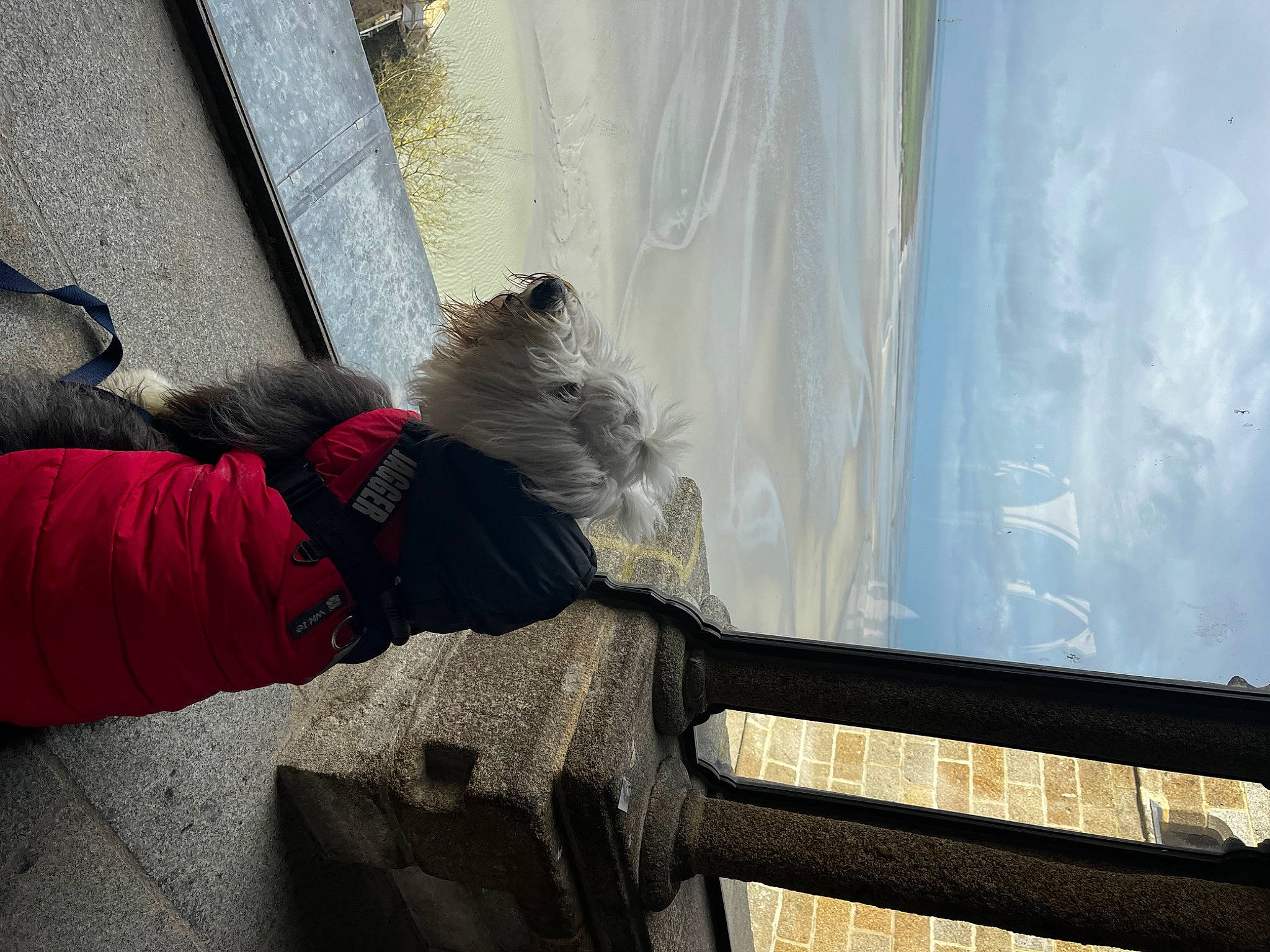 Jagger a rejoint le concours — aidez-le/la à gagner de superbes lots ! cloud, comfort, concrete, daylighting, fur, glass, grey, human_leg, reflection, room, sky, tail, tints_and_shades, window, wood