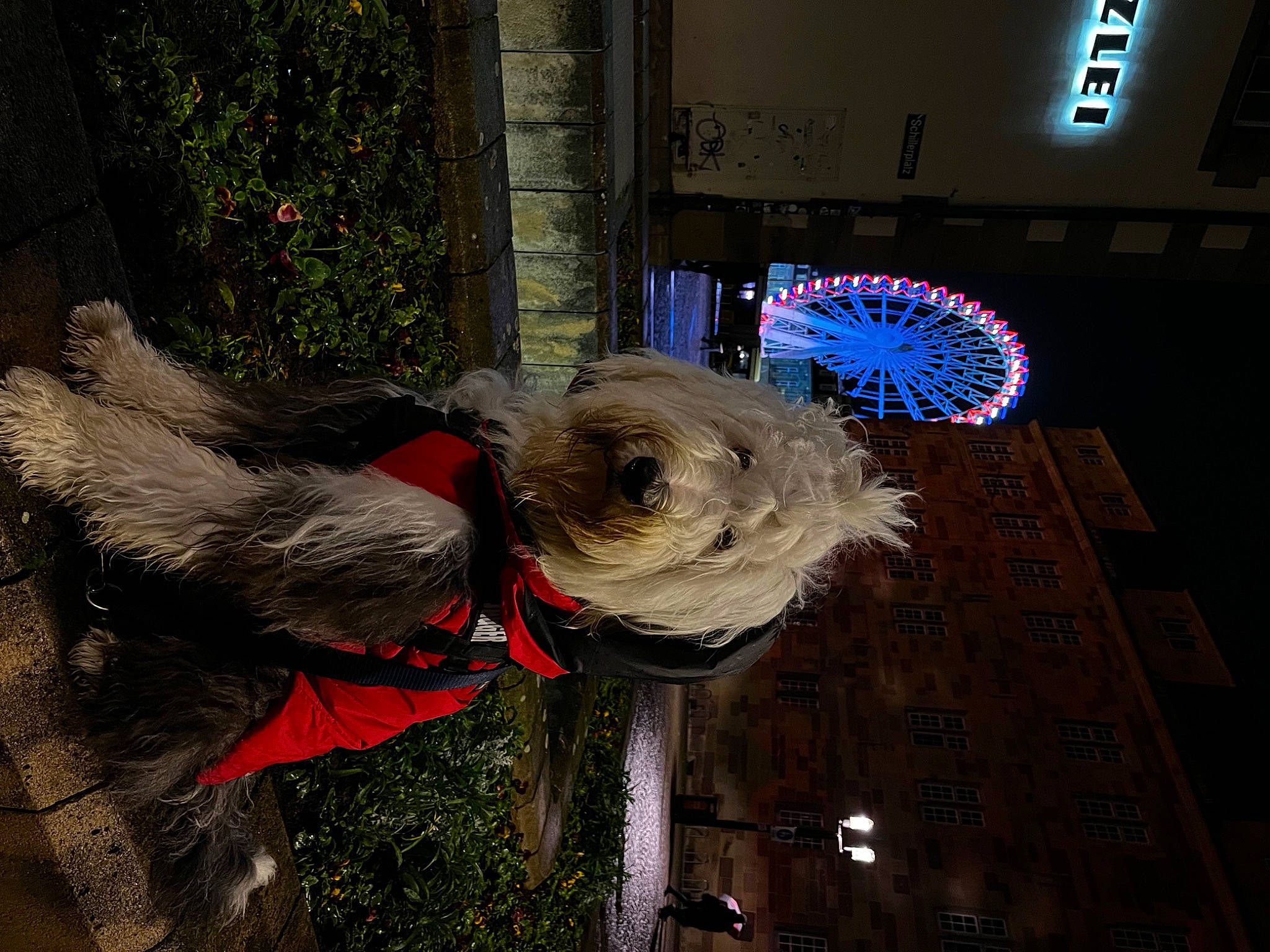 Jagger participe au concours pour gagner de l'argent avec cette photo : building, canidae, carnivore, collar, companion_dog, dog, dog_breed, dog_supply, event, fawn, fur, leash, plant, small_terrier, snout, sporting_group, terrier, toy_dog, window, working_animal