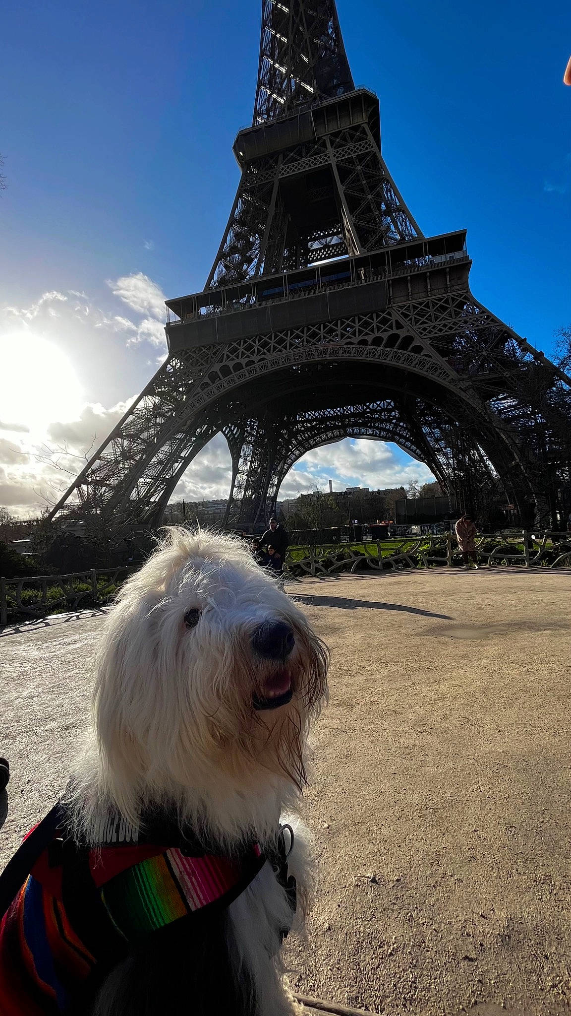 Jagger a rejoint le concours — aidez-le/la à gagner de superbes lots ! canidae, carnivore, cloud, companion_dog, dog, dog_breed, dog_collar, giant_dog_breed, metal, monument, ocean, plant, sky, small_terrier, sporting_group, tourism, tower, tree, water, working_animal