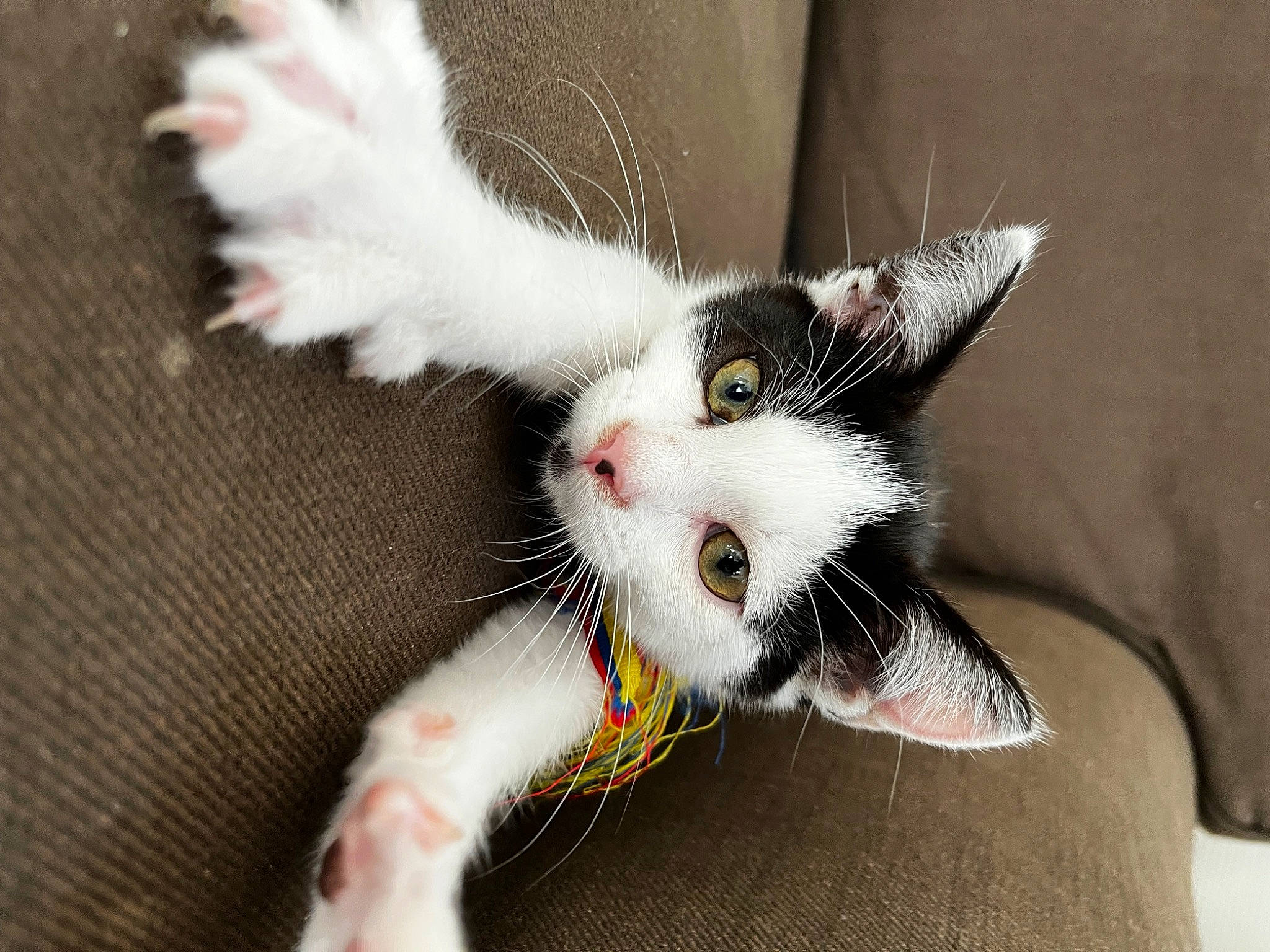 Truffa participe au concours pour gagner de l'argent avec cette photo : carmine, carnivore, cat, claw, domestic_short_haired_cat, felidae, foot, fur, nail, paw, small_to_medium_sized_cats, snout, tail, whiskers