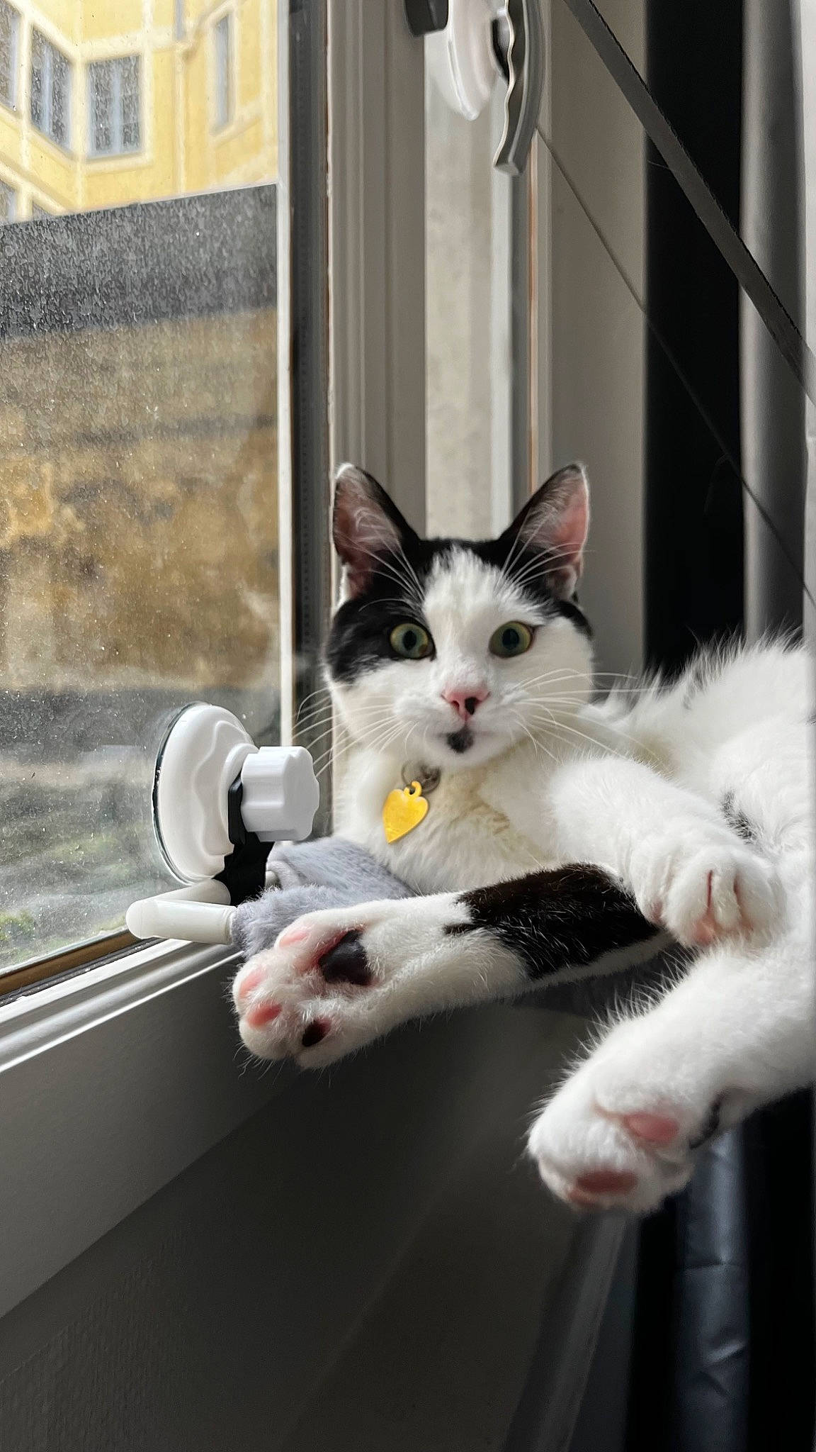 Truffa a rejoint le concours — aidez-le/la à gagner de superbes lots ! carnivore, cat, claw, comfort, domestic_short_haired_cat, felidae, fixture, fur, glass, paw, sitting, small_to_medium_sized_cats, snout, tail, whiskers, window