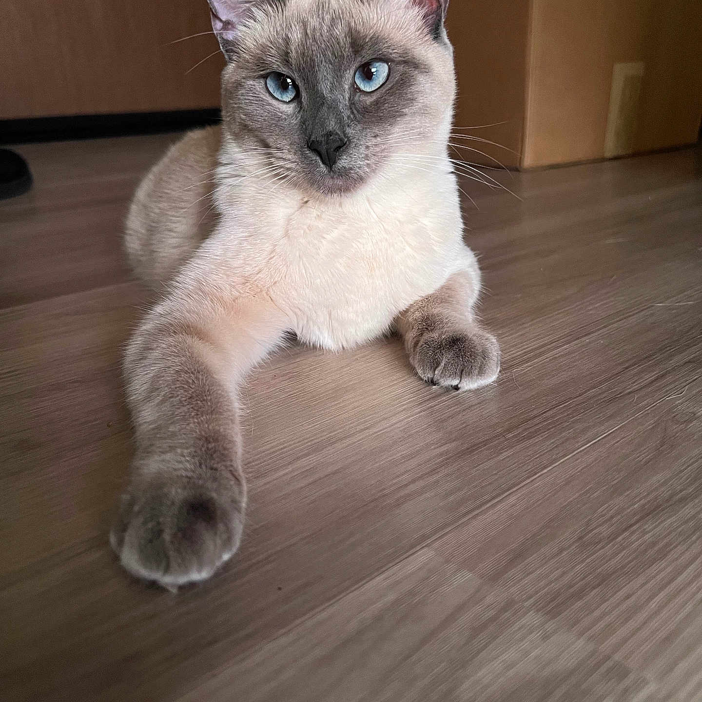 Opal joined the competition — help win amazing prizes! animal, cat, hardwood, indoors, interiordesign, kitten, manx, pet, plywood, siamese, stainedwood, wood