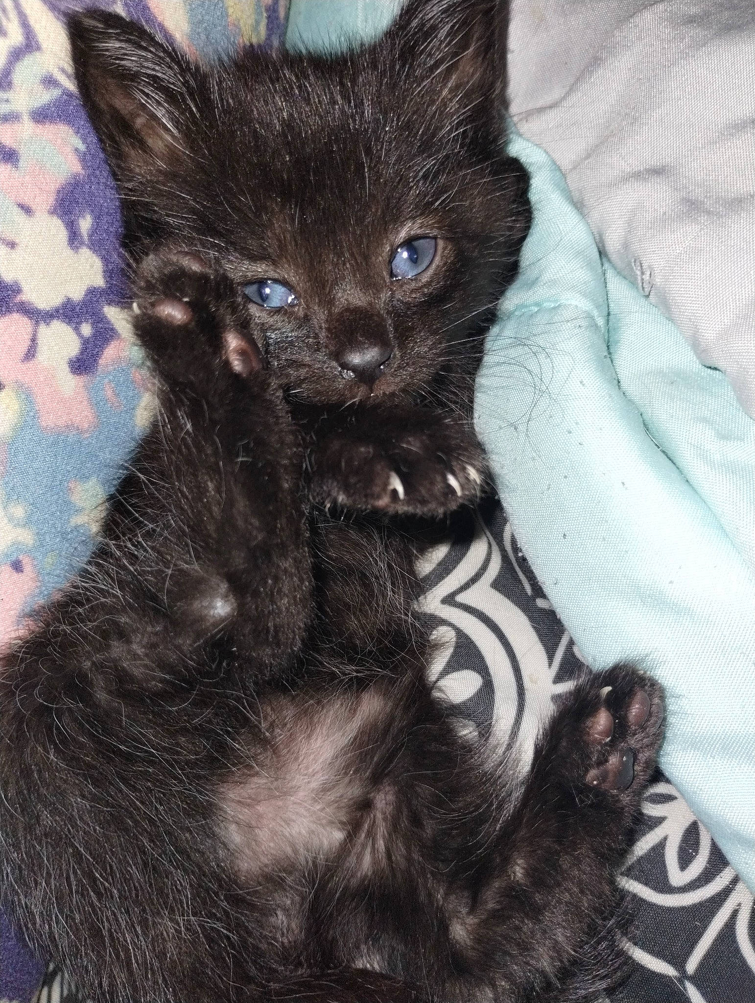 Batman joined the competition — help win amazing prizes! black_cat, bombay, carnivore, cat, claw, comfort, domestic_short_haired_cat, ear, felidae, fur, paw, small_to_medium_sized_cats, snout, tail, terrestrial_animal, whiskers