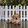 animal, blurred_background, christmas_tree, collar, cute, decorations, dog, festive, floor, golden, holiday, indoor, lights, lying_down, pet, picket_fence, puppy, relaxed, wooden_floor, young
