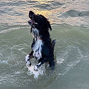 Tokyo a rejoint le concours — aidez-le/la à gagner de superbes lots ! animal, beach, black_and_white, collar, dog, jumping, looking_up, motion, outdoors, paw, playful, reflection, sea, splash, summer, sunset, teeth, water, waves, wet_fur