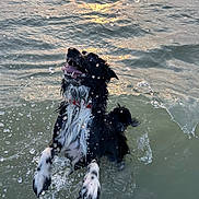 Tokyo participe au concours pour gagner de l'argent avec cette photo : dog, border_collie, water, splash, beach, ocean, playful, wet, tongue_out, teeth, sunset_reflection, waves, swimming, collar, black_and_white, paws, motion, outdoor, energetic, close_up