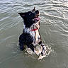 Tokyo a rejoint le concours — aidez-le/la à gagner de superbes lots ! active, animal, black_and_white_dog, border_collie_like, dog, happy, jumping, motion, outdoor, pet, playful, portrait, red_collar, sea, splash, summer, tongue_out, water, waves, wet_fur