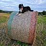 animal, border_collie, cloudy_sky, countryside, dog, farm, field, grass, happy, hay_bale, landscape, nature, outdoors, pasture, perched, playful, rural, straw, summer, tongue_out