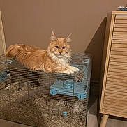 Jack participe au concours pour gagner de l'argent avec cette photo : animal_habitat, cabinet, cage, cat, companion, curious, domestic_animal, fluffy, furniture, home, indoor, laying_down, orange_cat, paw, pet, quiet, resting, rodent, small_animal, wooden_floor