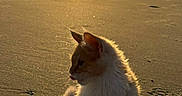 Jack a rejoint le concours — aidez-le/la à gagner de superbes lots ! beach, cat, cute, fur, golden_hour, ocean, outdoors, paw_prints, pet, portrait, reflection, sand, shore, silhouette, sitting, sunlight, sunset, twilight, vacation, whiskers