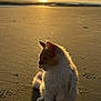 cat, beach, sunset, ocean, sand, fur, whiskers, silhouette, golden_hour, sunlight, pet, cute, sitting, shore, reflection, paw_prints, outdoors, portrait, vacation, twilight