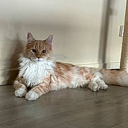 Jack participe au concours pour gagner de l'argent avec cette photo : cat, feline, longhair, cream_coat, white_ruff, fluffy, indoor, hardwood_floor, wall, paws, whiskers, portrait, relaxed, lying_down, pet, ears, amber_eyes, tail, scratching_post, shadow
