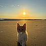 cat, kitten, beach, sunset, sun, sand, ocean, horizon, silhouette, backlight, pet, walking, paw_prints, whiskers, adorable, golden_hour, outdoor, nature, sea, shore