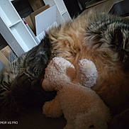 Cupidon participe au concours pour gagner de l'argent avec cette photo : cat, sleeping, plush_toy, teddy_bear, furniture, indoor, cozy, fluffy, pet, animal, resting, soft, shelf, box, quiet, relaxed, tabby, whiskers, cute, comfort