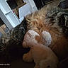 cat, sleeping, plush_toy, teddy_bear, furniture, indoor, cozy, fluffy, pet, animal, resting, soft, shelf, box, quiet, relaxed, tabby, whiskers, cute, comfort