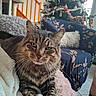 Cupidon a rejoint le concours — aidez-le/la à gagner de superbes lots ! tabby_cat, cat, pet, feline, indoor, blanket, furniture, armchair, christmas_tree, holiday_decorations, living_room, cozy, soft_texture, whiskers, relaxed, fur, animal, domestic_animal, resting, close_up