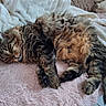 Cupidon participe au concours pour gagner de l'argent avec cette photo : cat, tabby_cat, fluffy, sleeping, resting, pet, animal, feline, cozy, blanket, pink, white, fur, paw, tail, indoor, soft, cute, relaxed, home