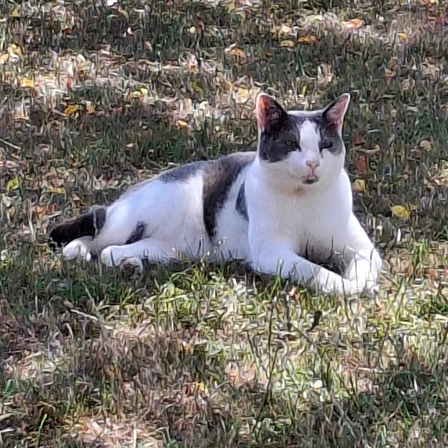 Pickachu participe au concours pour gagner de l'argent avec cette photo : cat, animal, grass, outdoor, pet, relaxed, white, gray, nature, sunlight, dappled_light, feline, lying_down, mammal, daytime, quiet, peaceful, resting, small_animal, domestic_animal