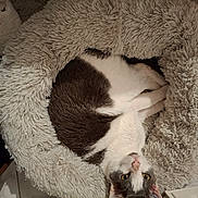 Pickachu a rejoint le concours — aidez-le/la à gagner de superbes lots ! cat, pet_bed, fluffy, white, gray, curled_up, indoor, cozy, feline, resting, looking_up, floor_tiles, home, cute, domestic_animal, relaxed, soft, sleeping_area, animal, companion