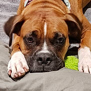 Hope joined the competition — help win amazing prizes! animal, brown, close_up, collar, cushion, dog, face, fur, green_toy, indoor, paw, pet, pink_collar, portrait, relaxed, resting, sleepy, soft_texture, toy, white