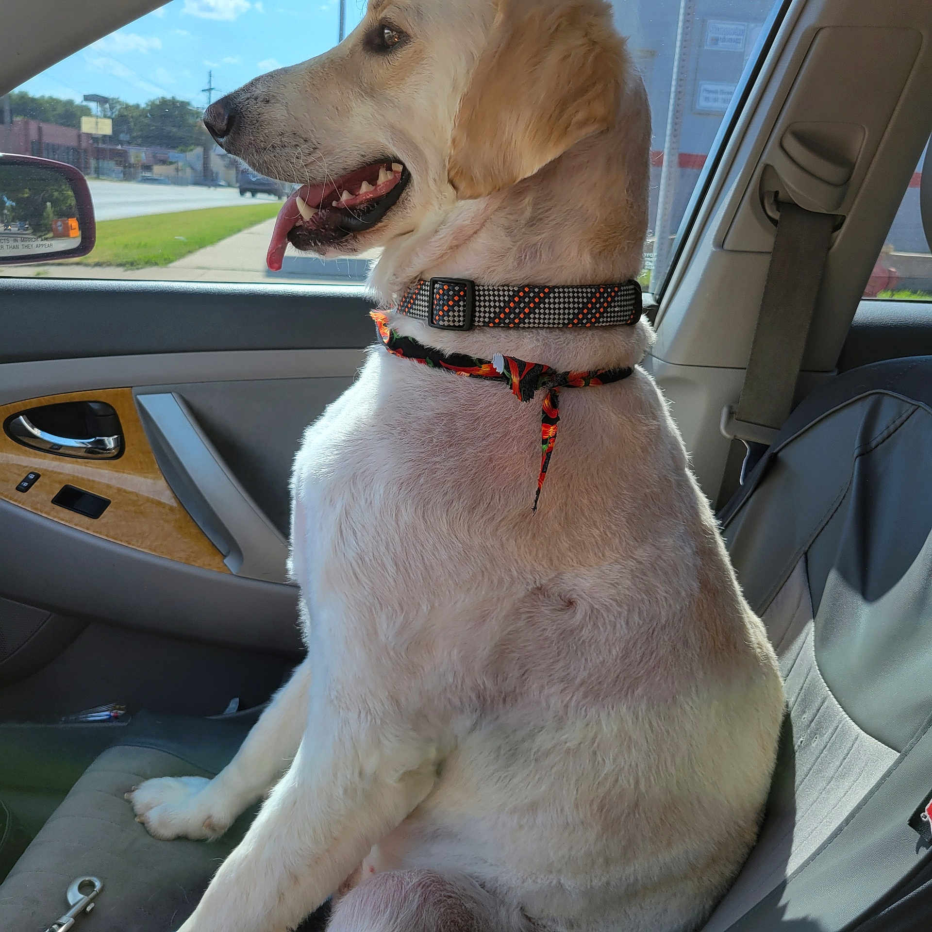 Milo is registered to the contest to win money with this photo: canine, car_interior, collar, daylight, dog, domestic_animal, happy, leather_seat, nature, outdoor, pet, road, seat, seatbelt, side_view, sunlight, tongue_out, travel, vehicle, window