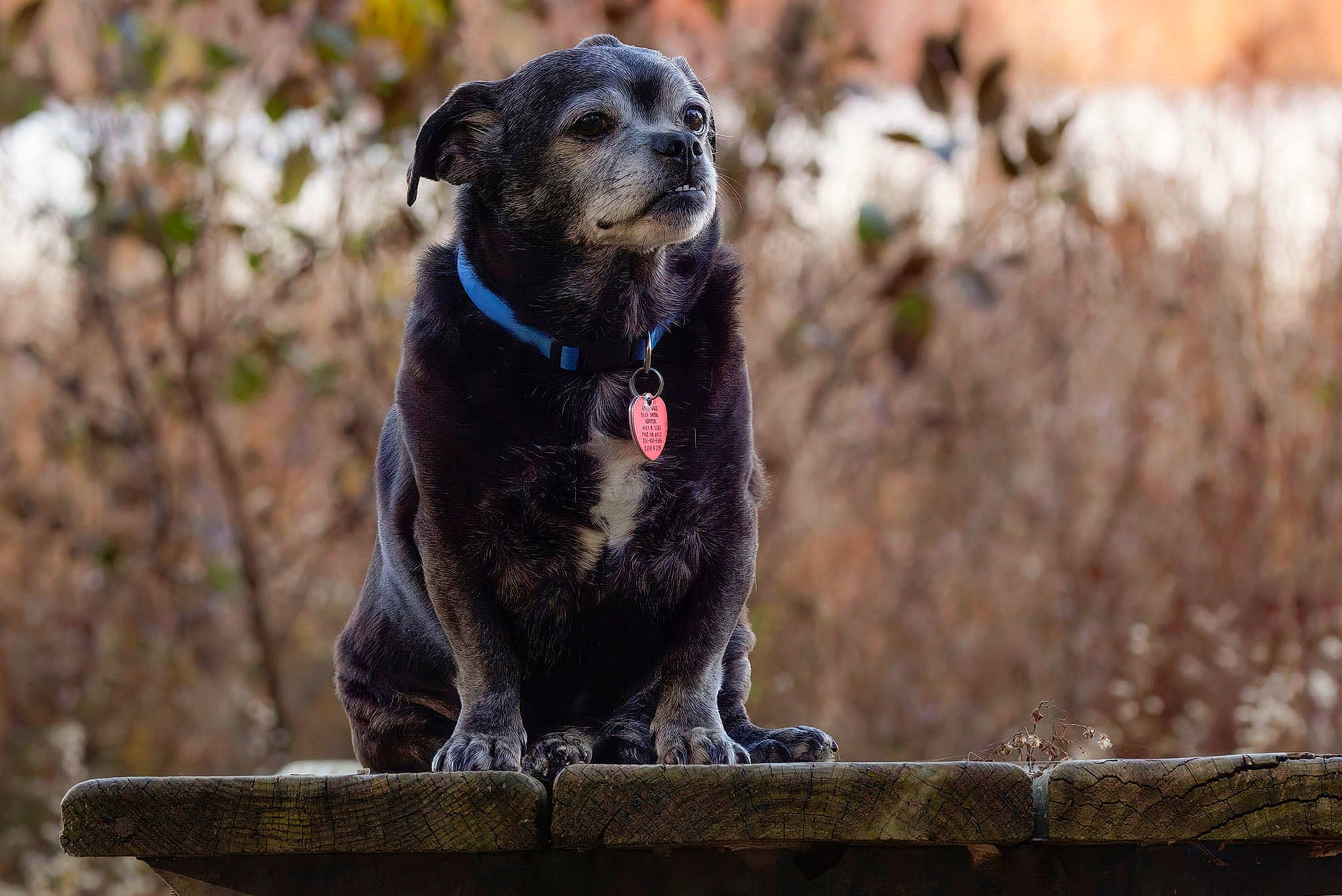 Otis is registered to the contest to win money with this photo: balance, canidae, carnivore, companion_dog, dog, dog_breed, fawn, fur, grass, plant, soil, sporting_group, tail, terrestrial_animal, wood, working_animal