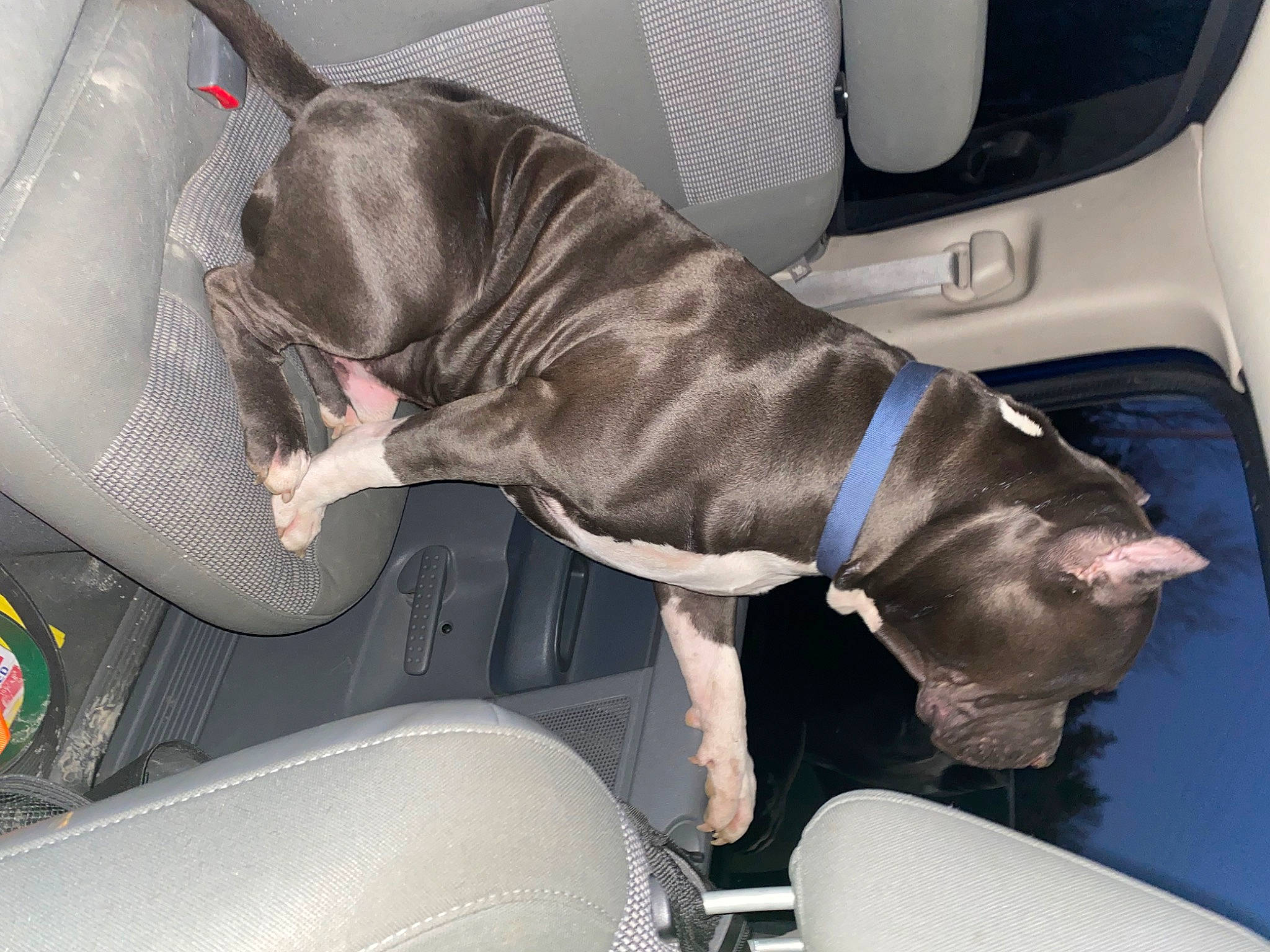 Diesel joined the competition — help win amazing prizes! auto_part, automotive_exterior, canidae, car, car_seat, car_seat_cover, carnivore, comfort, companion_dog, dog, dog_breed, family_car, fixture, liver, luxury_vehicle, mid_size_car, motor_vehicle, personal_luxury_car, vehicle, vehicle_door