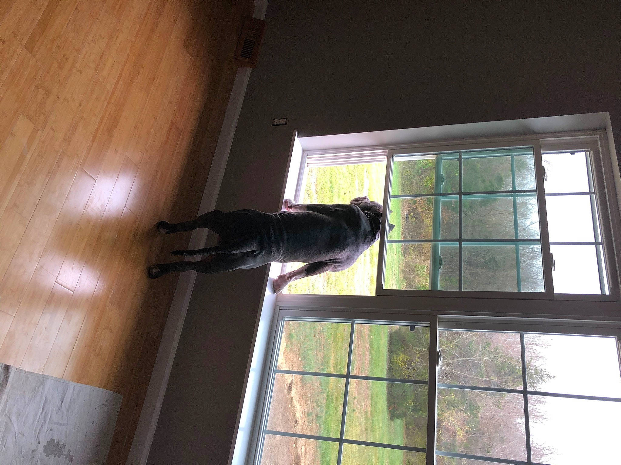 Diesel is registered to the contest to win money with this photo: building, carnivore, daylighting, door, felidae, fixture, flooring, glass, hardwood, home_door, sash_window, shadow, small_to_medium_sized_cats, tail, tints_and_shades, tree, window, window_covering, wood, wood_stain