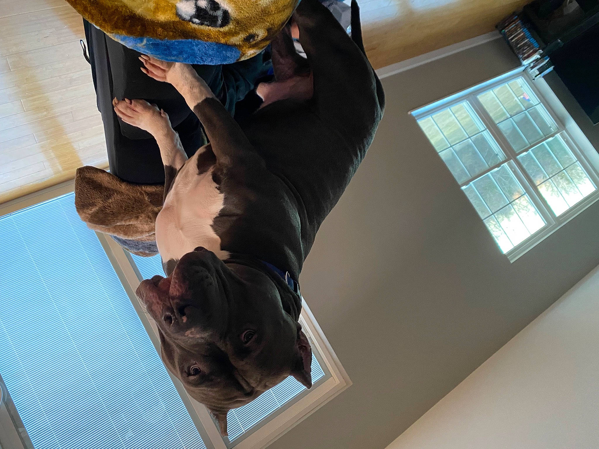 Diesel joined the competition — help win amazing prizes! art, comfort, companion_dog, fawn, flooring, fun, fur, gesture, hat, knee, room, sporting_group, tail, visual_arts, window, wood