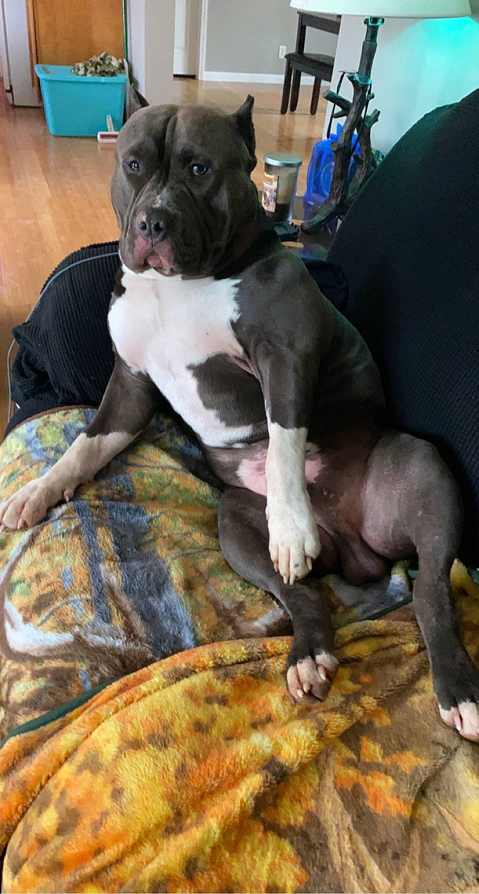 Diesel is registered to the contest to win money with this photo: blue, boston_terrier, canidae, carnivore, chair, collar, comfort, companion_dog, dog, dog_breed, fawn, fur, guard_dog, mammal, molosser, non_sporting_group, snout, sporting_group, working_animal, working_dog