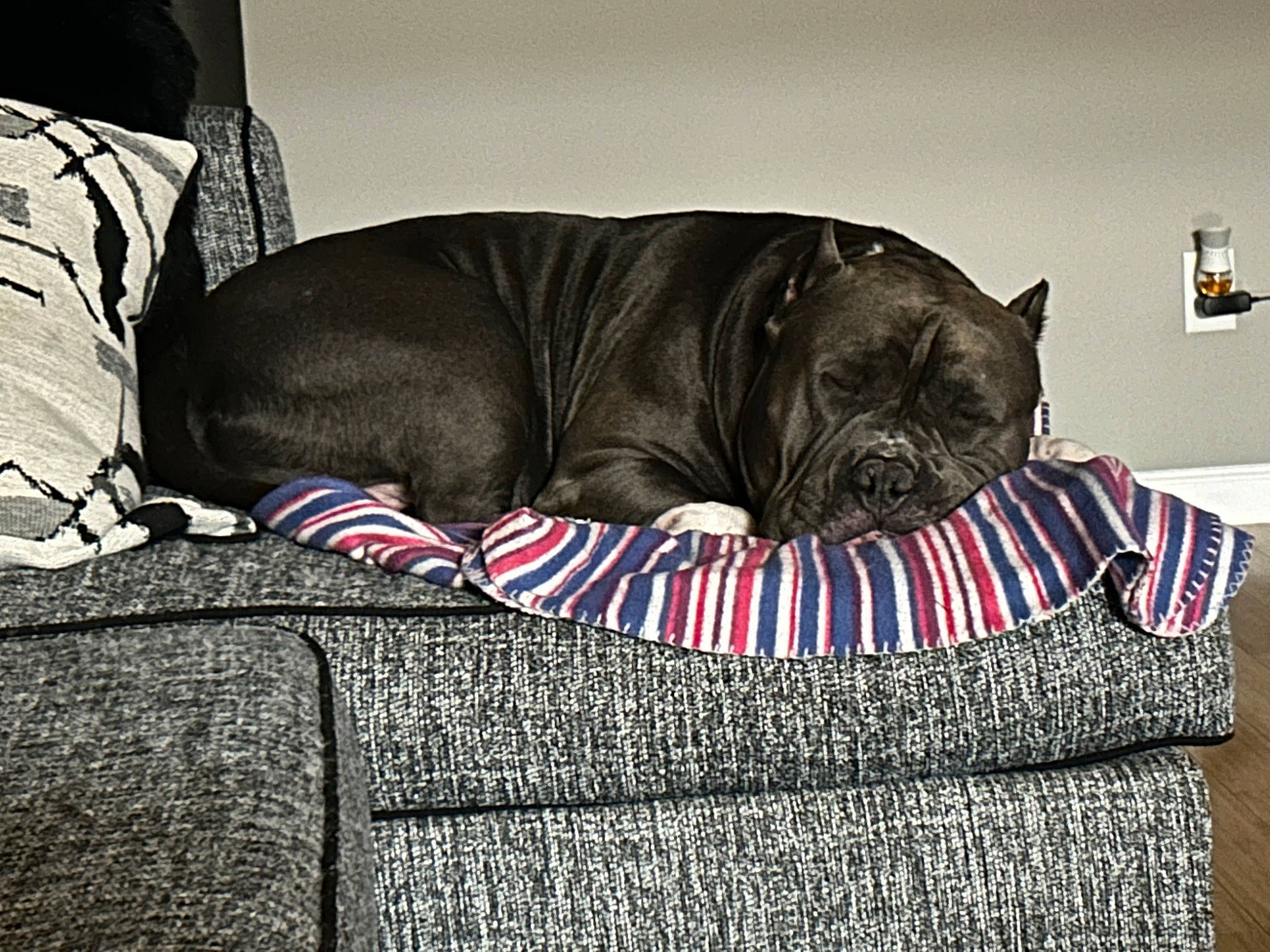 Diesel is registered to the contest to win money with this photo: bedding, canidae, carnivore, comfort, companion_dog, couch, dog, dog_breed, dog_supply, fawn, felidae, grey, linens, pattern, pug, snout, sporting_group, studio_couch, whiskers, working_animal