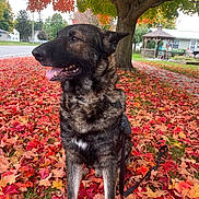 Huckleberry Finn is registered to the contest to win money with this photo: autumn, background, black, brown, canine, daylight, dog, fall, fur, grass, leash, leaves, nature, outdoor, panting, park, pet, seasonal, side_view, tree