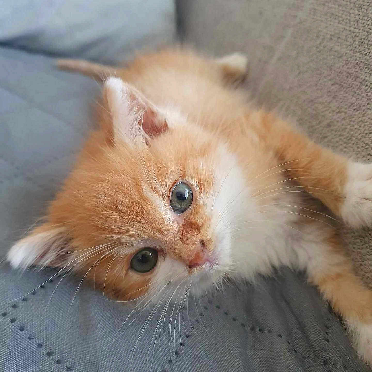 Caramel participe au concours pour gagner de l'argent avec cette photo : abyssinian, angora, animal, blanket, cat, couch, cushion, furniture, homedecor, kitten, manx, pet, rat, rodent