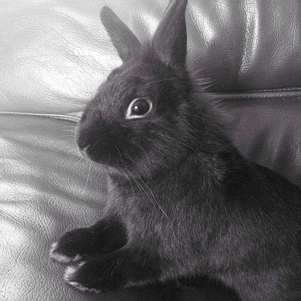 Panpan