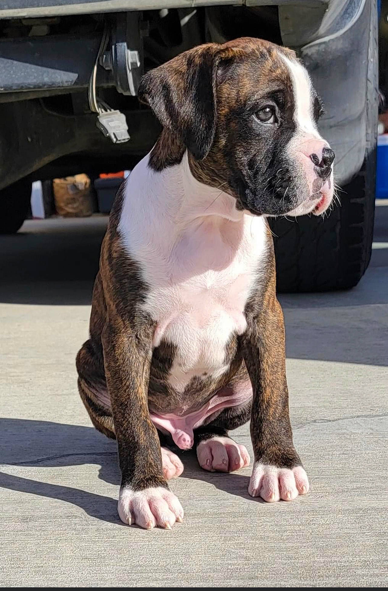 Rocky joined the competition — help win amazing prizes! ancient_dog_breeds, canidae, carnivore, collar, companion_dog, dog, dog_breed, dog_collar, fur, leash, mammal, molosser, non_sporting_group, paw, tail, tire, wheel, whiskers, working_animal, working_dog