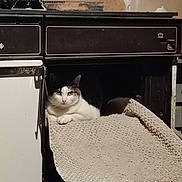Naywa a rejoint le concours — aidez-le/la à gagner de superbes lots ! animal, appliance, black, cat, clutter, curious, ears, fabric, face, feline, household, indoor, mat, oven, pet, resting, rustic, texture, white, workshop
