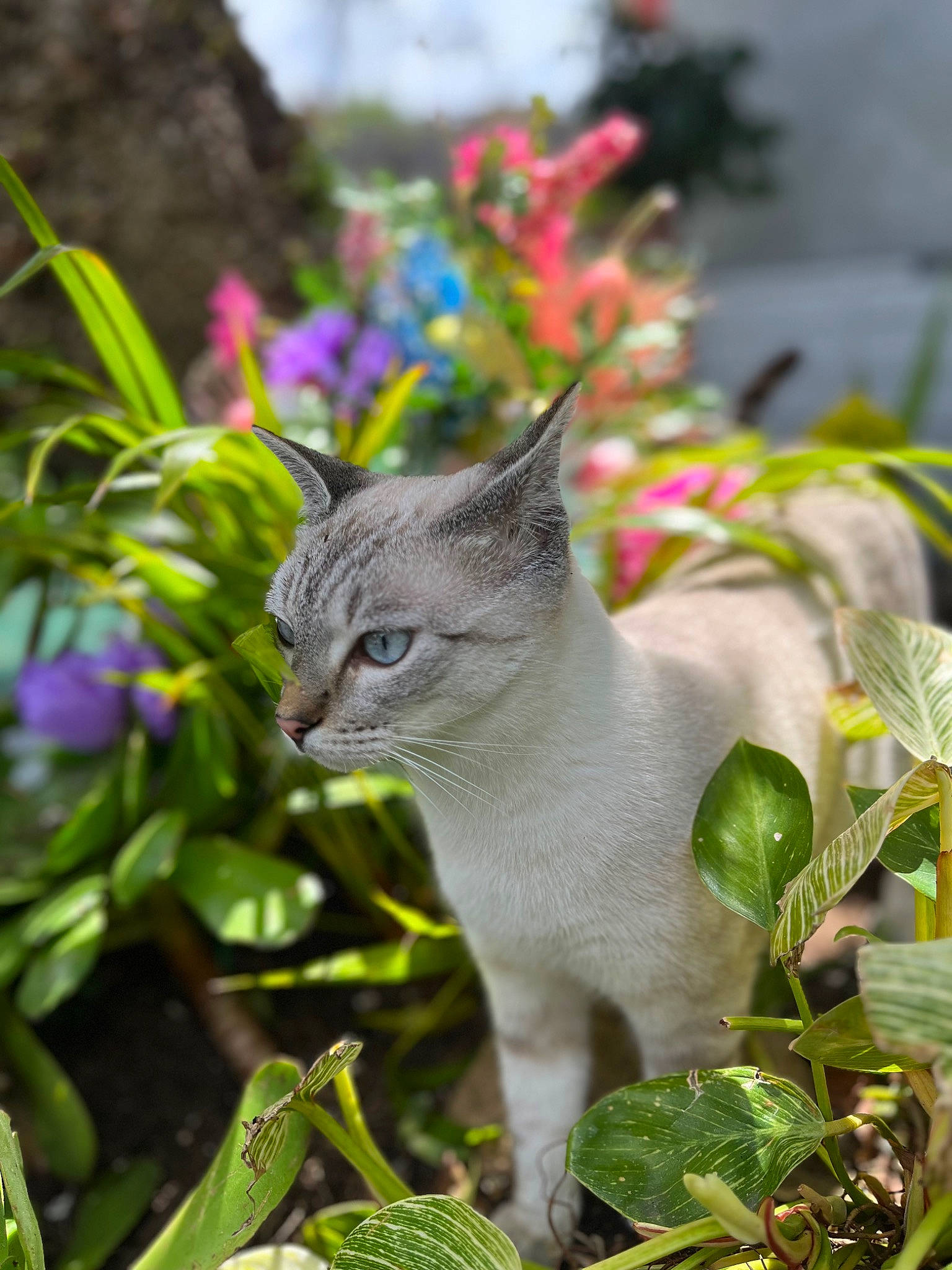 Poppyseed is registered to the contest to win money with this photo: annual_plant, botany, carnivore, cat, domestic_short_haired_cat, fawn, felidae, flower, flowering_plant, fur, grass, groundcover, petal, plant, small_to_medium_sized_cats, snout, tail, terrestrial_plant, whiskers, wildlife