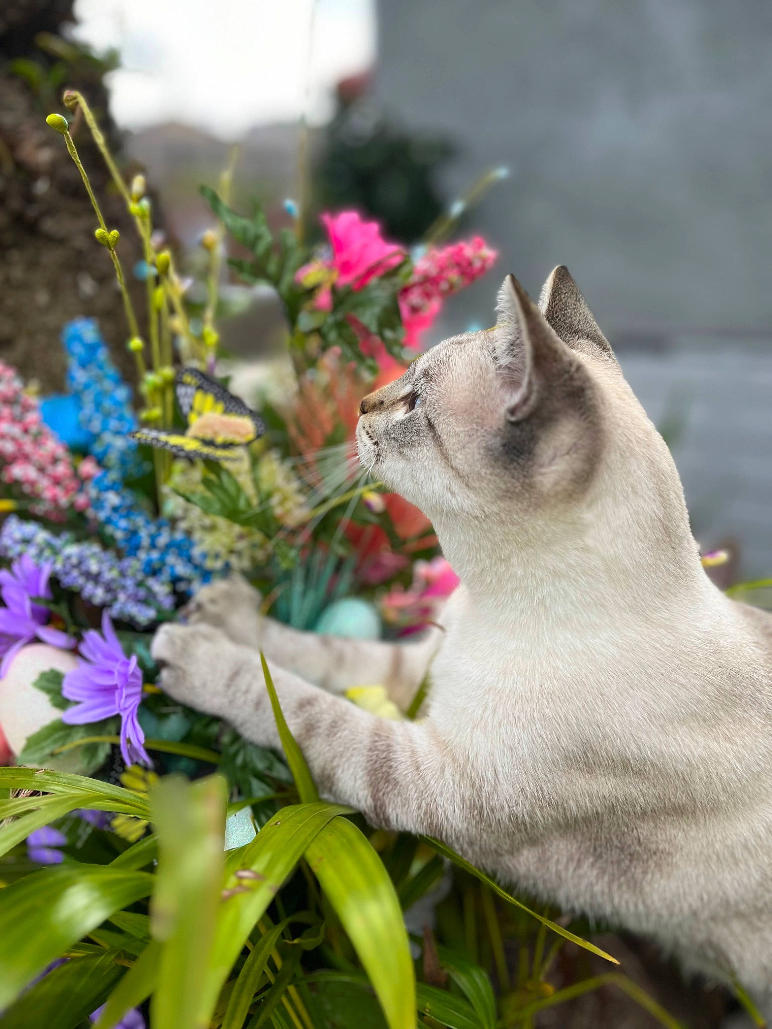 Poppyseed is registered to the contest to win money with this photo: annual_plant, art, carnivore, cat, domestic_short_haired_cat, fawn, felidae, flower, flower_arranging, flowering_plant, fur, grass, herbaceous_plant, petal, plant, small_to_medium_sized_cats, snout, tail, terrestrial_animal, whiskers