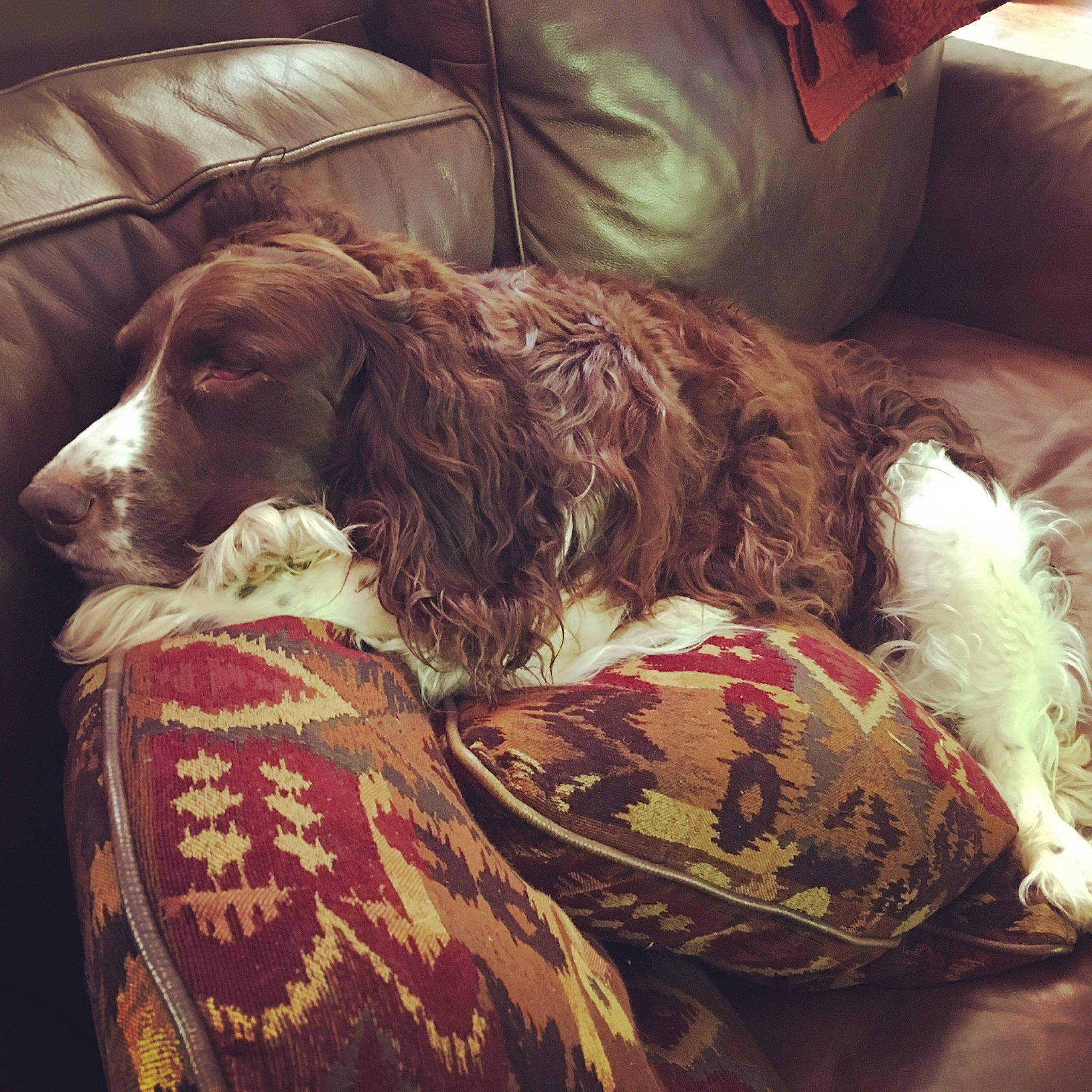 Bumblebee is registered to the contest to win money with this photo: blue_picardy_spaniel, boykin_spaniel, canidae, carnivore, companion_dog, dog, dog_breed, english_cocker_spaniel, english_springer_spaniel, field_spaniel, french_spaniel, german_longhaired_pointer, german_spaniel, hunting_dog, russian_spaniel, small_munsterlander, spaniel, sporting_group, vertebrate, welsh_springer_spaniel