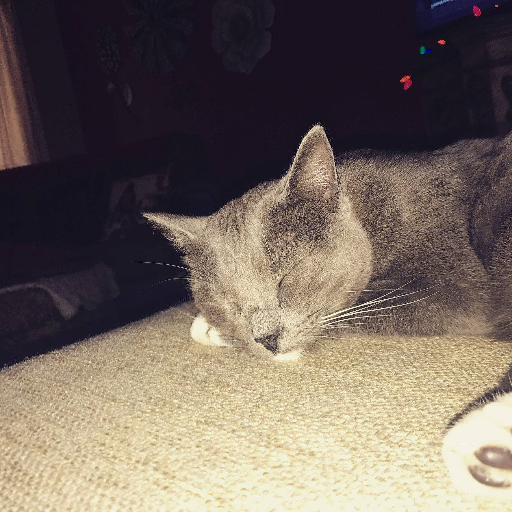 Jax joined the competition — help win amazing prizes! asian, burmilla, carnivore, cat, cloud, domestic_short_haired_cat, ear, european_shorthair, eye, felidae, fur, kitten, night, nose, sky, small_to_medium_sized_cats, tabby_cat, tail, whiskers