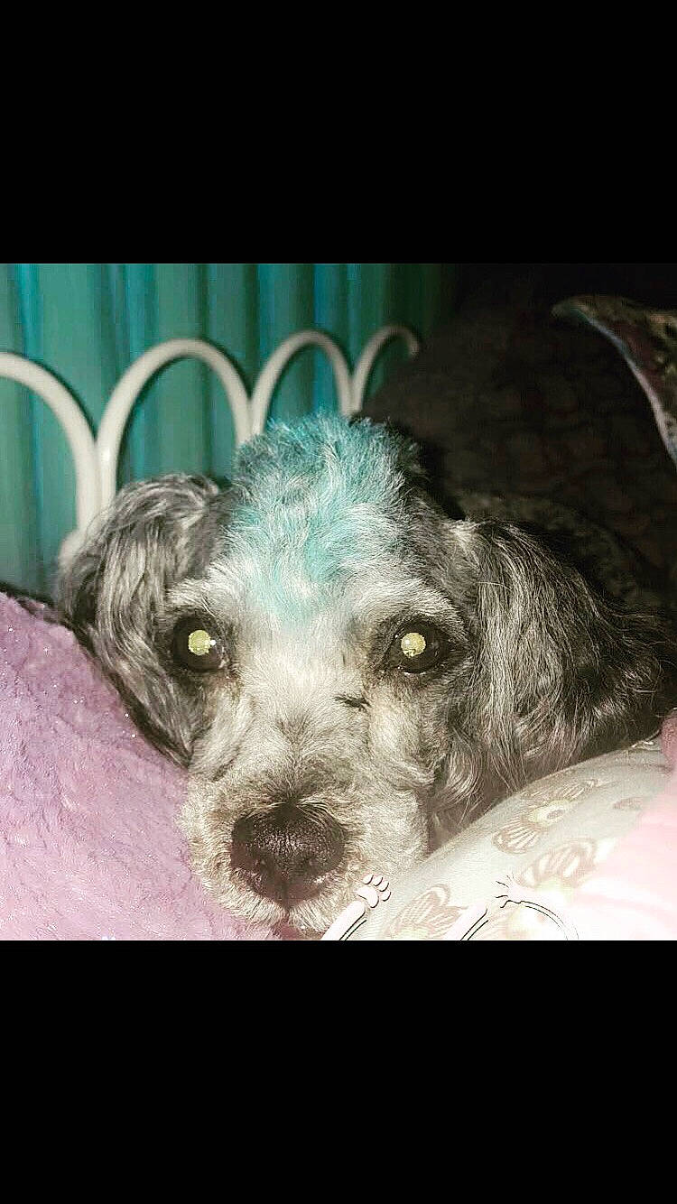 Jojo joined the competition — help win amazing prizes! bolonka, canidae, carnivore, cockapoo, dog, dog_breed, eye, nose, puppy, schnoodle, snout, sporting_group